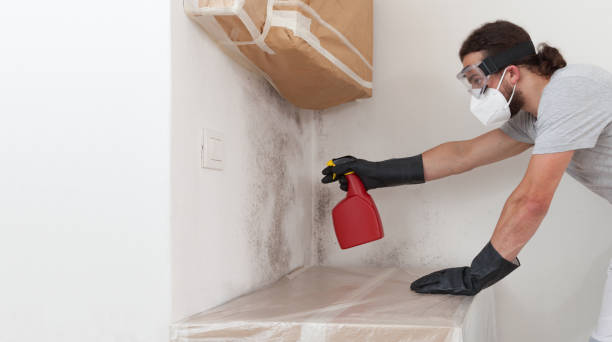Professional Basement Mold Remediation technician working in Woodstock, MD