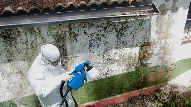 Top rated local Basement Mold Remediation specialists in Woodstock, MD